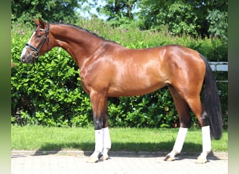 Hanoverian, Stallion, 3 years, 16 hh, Brown