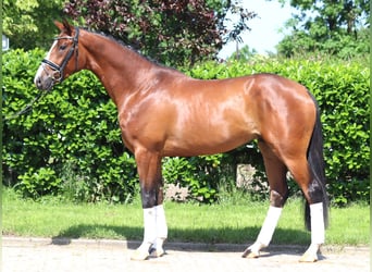 Hanoverian, Stallion, 3 years, 16 hh, Brown