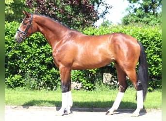 Hanoverian, Stallion, 3 years, 16 hh, Brown