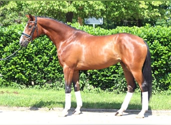 Hanoverian, Stallion, 3 years, 16 hh, Brown