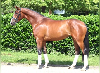 Hanoverian, Stallion, 3 years, 16 hh, Brown