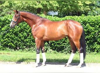 Hanoverian, Stallion, 3 years, 16 hh, Brown