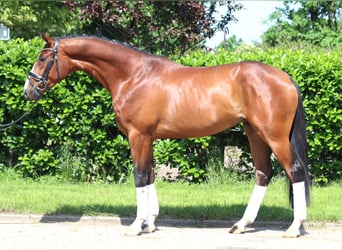 Hanoverian, Stallion, 3 years, 16 hh, Brown
