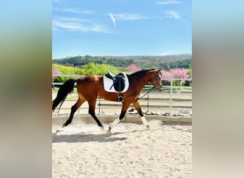 Hanoverian, Stallion, 3 years, 16 hh, Brown