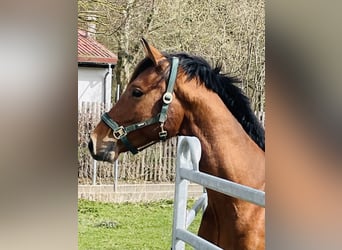 Hanoverian, Stallion, 3 years, 16 hh, Brown