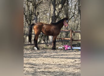 Hanoverian, Stallion, 3 years, 16 hh, Brown