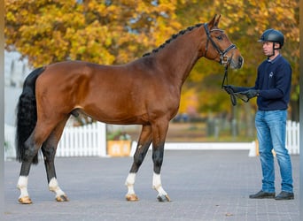 Hanoverian, Stallion, 3 years, 16 hh, Brown