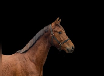 Hanoverian, Stallion, 3 years, 16 hh, Chestnut