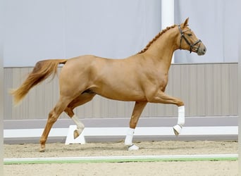 Hanoverian, Stallion, 3 years, 16 hh, Chestnut-Red