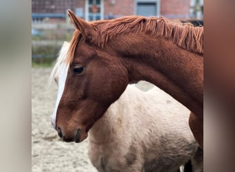 Hanoverian, Stallion, 3 years, 16 hh, Chestnut-Red