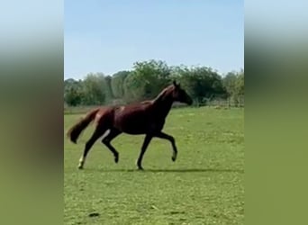 Hanoverian, Stallion, 3 years, 16 hh, Chestnut-Red