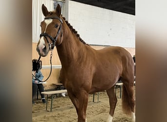 Hanoverian, Stallion, 3 years, 16 hh, Chestnut-Red
