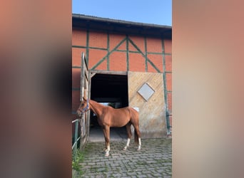 Hanoverian, Stallion, 3 years, 16 hh, Chestnut-Red