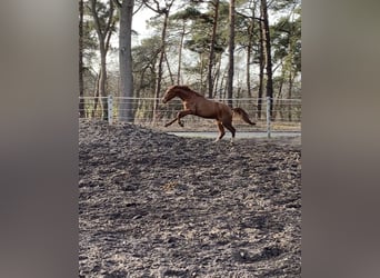 Hanoverian, Stallion, 3 years, 16 hh, Chestnut-Red