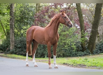 Hanoverian, Stallion, 3 years, 16 hh, Chestnut-Red