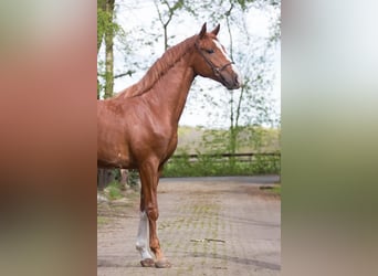 Hanoverian, Stallion, 3 years, 16 hh, Chestnut-Red