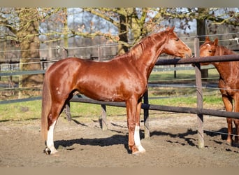 Hanoverian, Stallion, 3 years, 16 hh, Chestnut-Red