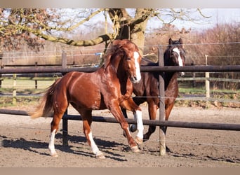 Hanoverian, Stallion, 3 years, 16 hh, Chestnut-Red