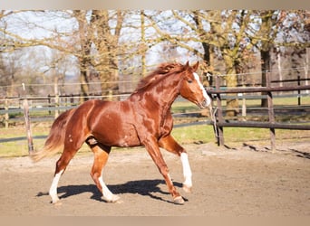 Hanoverian, Stallion, 3 years, 16 hh, Chestnut-Red