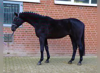 Hanoverian, Stallion, 3 years, 16,1 hh, Black