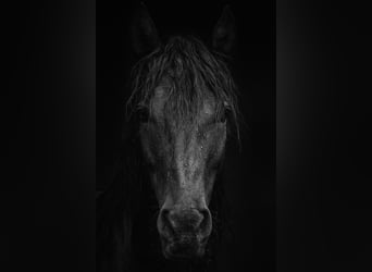 Hanoverian, Stallion, 3 years, 16,1 hh, Black