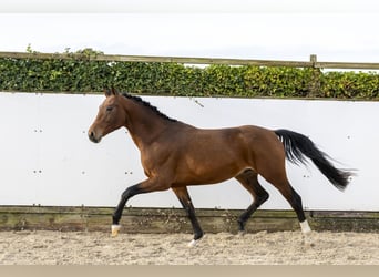 Hanoverian, Stallion, 3 years, 16,1 hh, Brown