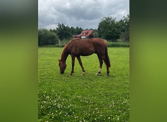 Hanoverian, Stallion, 3 years, 16,1 hh, Chestnut-Red