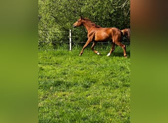 Hanoverian, Stallion, 3 years, 16,1 hh, Chestnut-Red