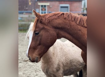 Hanoverian, Stallion, 3 years, 16,1 hh, Chestnut-Red