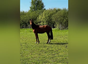Hanoverian, Stallion, 3 years, 16,1 hh, Chestnut-Red