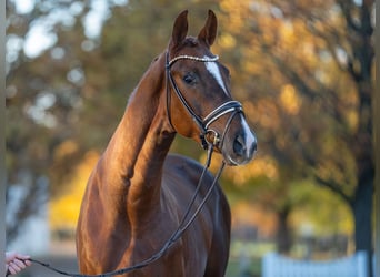 Hanoverian, Stallion, 3 years, 16,1 hh, Chestnut-Red