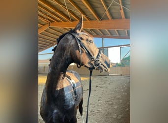 Hanoverian, Stallion, 3 years, 16,1 hh, Gray-Dapple