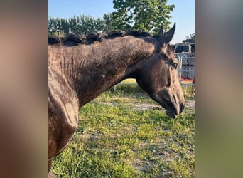 Hanoverian, Stallion, 3 years, 16,1 hh, Gray-Dapple