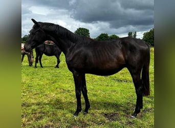 Hanoverian, Stallion, 3 years, 16,1 hh, Smoky-Black