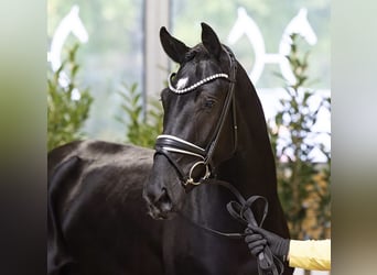Hanoverian, Stallion, 3 years, 16,2 hh, Black