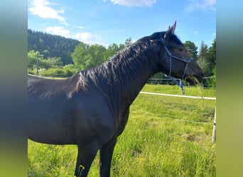 Hanoverian, Stallion, 3 years, 16,2 hh, Black