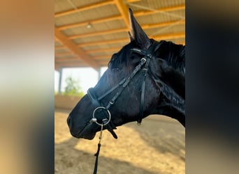 Hanoverian, Stallion, 3 years, 16,2 hh, Black
