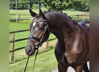 Hanoverian, Stallion, 3 years, 16,2 hh, Black