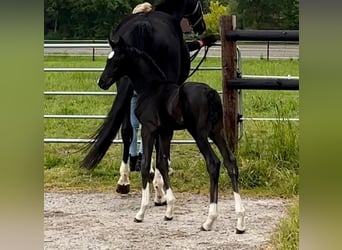 Hanoverian, Stallion, 3 years, 16,2 hh, Black