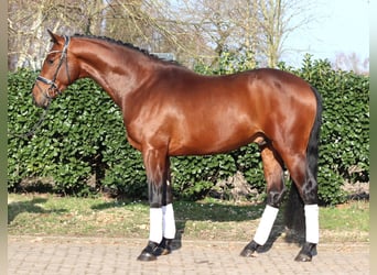 Hanoverian, Stallion, 3 years, 16,2 hh, Brown