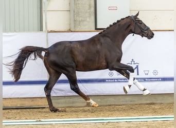 Hanoverian, Stallion, 3 years, 16,2 hh, Chestnut-Red