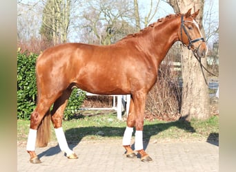 Hanoverian, Stallion, 3 years, 16,2 hh, Chestnut-Red