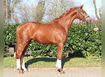 Hanoverian, Stallion, 3 years, 16,2 hh, Chestnut-Red