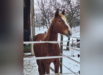 Hanoverian, Stallion, 3 years, 16,2 hh, Chestnut-Red