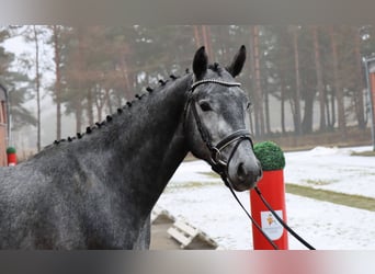 Hanoverian, Stallion, 3 years, 16,2 hh, Grey