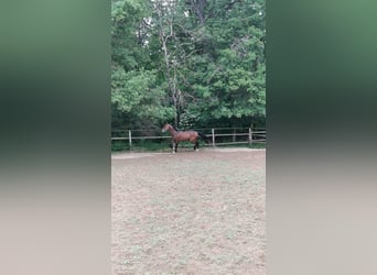 Hanoverian, Stallion, 3 years, 17 hh, Bay-Dark