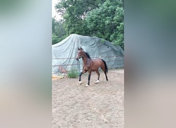 Hanoverian, Stallion, 3 years, 17 hh, Bay-Dark