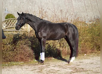 Hanoverian, Stallion, 3 years, 17 hh, Black