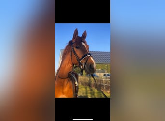 Hanoverian, Stallion, 3 years, 17 hh, Chestnut-Red