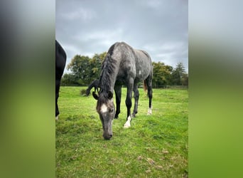 Hanoverian, Stallion, 3 years, 17 hh, Grey-Dapple